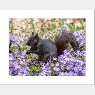 Black squirrel in a field of purple flowers Posters and Art